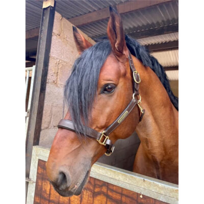 Unicorn Tack Premium Padded Anatomic Leather Headcollar