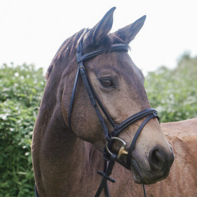 Unicorn Tack Flash Bridle with Reins Black