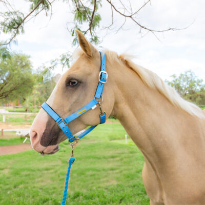 Unicorn Tack Headcollar & Rope Light Blue