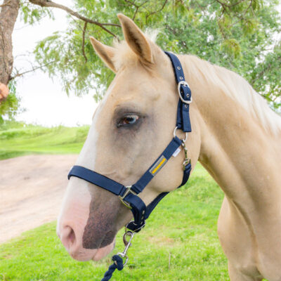 Unicorn Tack Headcollar & Rope Navy