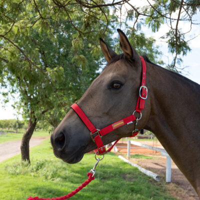 Unicorn Tack Headcollar & Rope Red