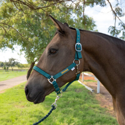 Unicorn Tack Headcollar & Rope Green