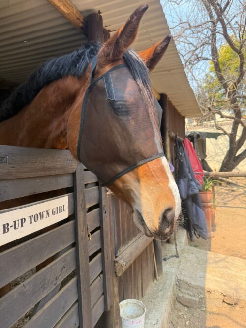 Balius Fly Mask - Image 2