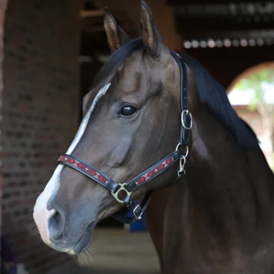 Beaded Leather Headcollar Lucy