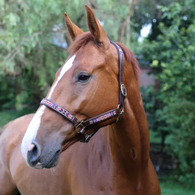 Beaded Leather Headcollar Zettie