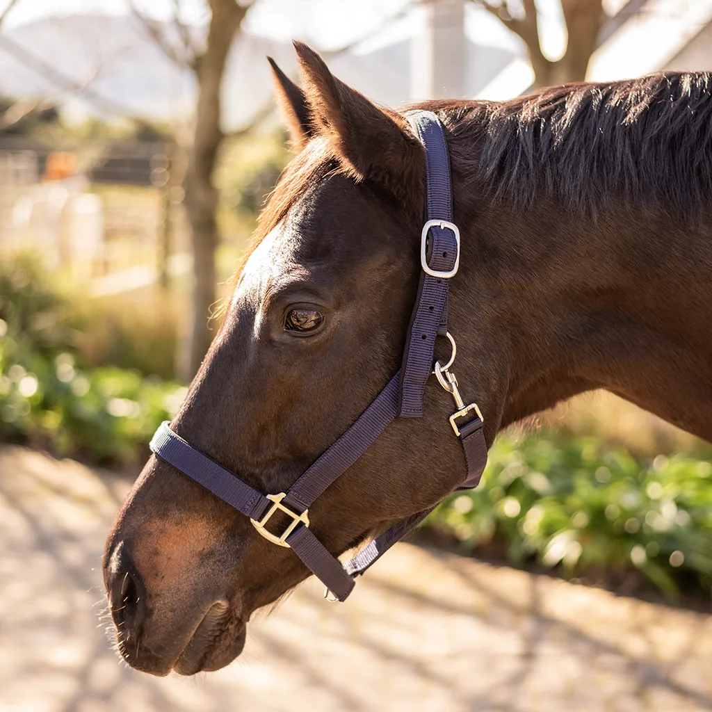 Equistyle Padded Halter with Rope Lead - Black - Image 2