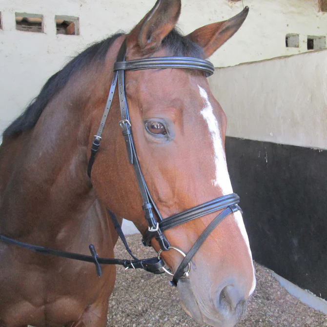Bridle Raised & Padded