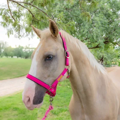 Unicorn Tack Headcollar & Lead Pink Cob